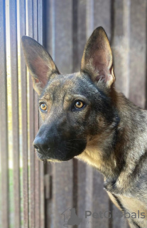 Photo №2 de l'annonce № 128715 de la vente chien bâtard - acheter à Fédération de Russie 