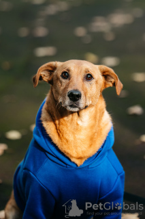 Photo №3. Chester à la recherche d'une maison. Fédération de Russie