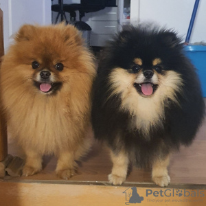 Photos supplémentaires: Chiot mâle Spitz de Poméranie