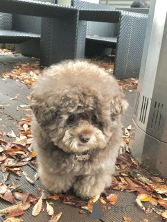 Photo №4. Je vais vendre caniche (jouet) en ville de Hanko. annonce privée - prix - négocié