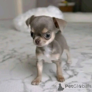 Photo №1.  - à vendre en ville de Austkhoizer | 484€ | Annonce №161127