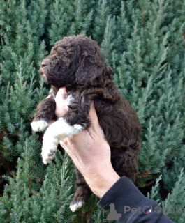 Photo №3. Chiots de romagnolo de Lagotto. Serbie