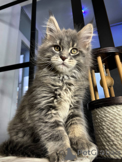 Photo №4. Je vais vendre maine coon en ville de Ellmau. annonce privée - prix - 400€