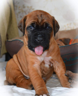 Photo №2 de l'annonce № 1890 de la vente tosa - acheter à Ukraine de la fourrière