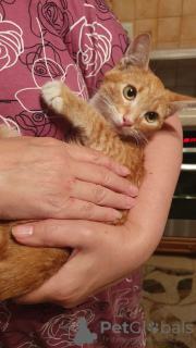 Photo №3. Le magnifique chat roux Zlata est entre de bonnes mains. Fédération de Russie