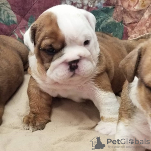 Photo №2 de l'annonce № 38279 de la vente bulldog anglais - acheter à L'Autriche annonce privée