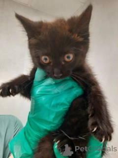 Photo №3. Les chatons Shurik, Mia et Valentine recherchent une maison.. Fédération de Russie