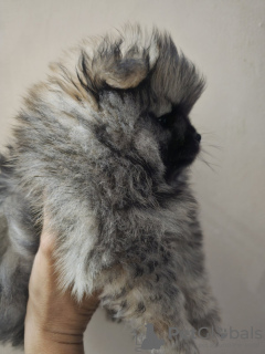 Photos supplémentaires: Chiot mâle Spitz de Poméranie