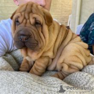 Photo №1. shar pei - à vendre en ville de Vantaa | négocié | Annonce №175148