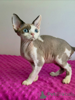 Photo №1. sphynx - à vendre en ville de Groningen | négocié | Annonce № 178138