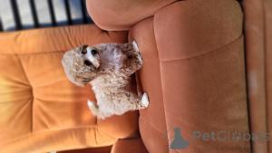 Photo №3. Amis charmants et fidèles. La Moldavie