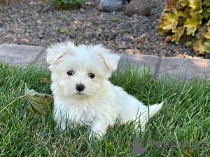 Photo №1. bichon maltais - à vendre en ville de Tiraspol | négocié | Annonce №124387