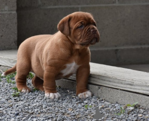 Photo №1. dogue de bordeaux - à vendre en ville de Корк | Gratuit | Annonce №124162