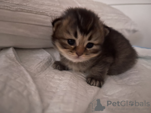 Photo №2 de l'annonce № 100053 de la vente british shorthair - acheter à Allemagne annonce privée