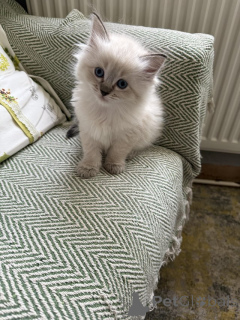 Photo №1. ragdoll - à vendre en ville de Ville florale | 484€ | Annonce № 157209