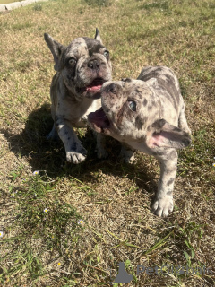 Photo №2 de l'annonce № 157405 de la vente bouledogue - acheter à La Grande-Bretagne annonce privée, de la fourrière