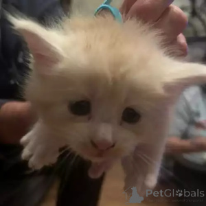 Photo №2 de l'annonce № 167273 de la vente maine coon - acheter à Allemagne annonce privée