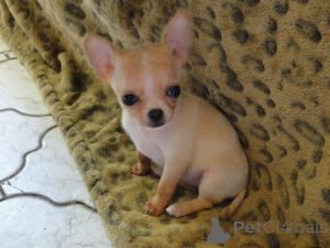 Photo №3. Chihuahua-puppy's te koop. Pays Bas