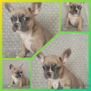 Photo №2 de l'annonce № 151884 de la vente bouledogue - acheter à Biélorussie annonce privée