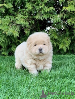 Photo №2 de l'annonce № 160408 de la vente chow-chow - acheter à Allemagne annonce privée