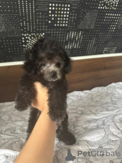 Photo №2 de l'annonce № 155131 de la vente caniche (nain) - acheter à Fédération de Russie 