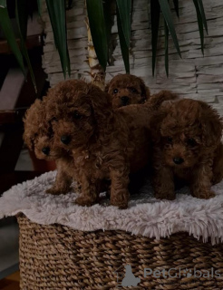 Photo №3. Caniche naine rouge. Serbie