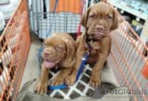 Photo №2 de l'annonce № 126929 de la vente dogue de bordeaux - acheter à Allemagne annonce privée