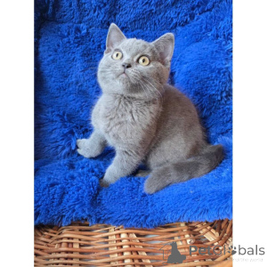Photo №1. british shorthair - à vendre en ville de Cremlingen | 350€ | Annonce № 174402