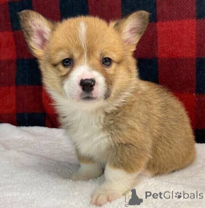Photo №1. welsh corgi - à vendre en ville de Ville de Salford | négocié | Annonce №170302