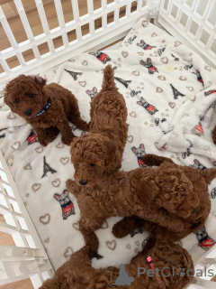 Photo №1. caniche (jouet) - à vendre en ville de Toronto | négocié | Annonce №168101
