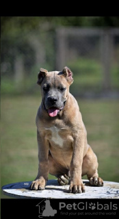 Photos supplémentaires: Chiots Cane Corso