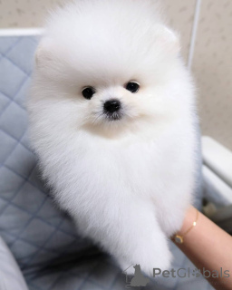 Photo №2 de l'annonce № 165150 de la vente spitz nain - acheter à Suède annonce privée