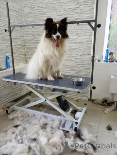 Photo №2 de l'annonce № 148665 de la vente  - acheter à Fédération de Russie de l'abri