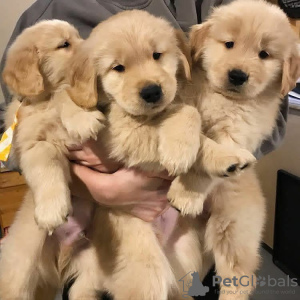 Photo №1. golden retriever - à vendre en ville de Quedlinburg | 400€ | Annonce №121957