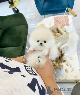 Photo №2 de l'annonce № 131505 de la vente spitz nain - acheter à USA éleveur