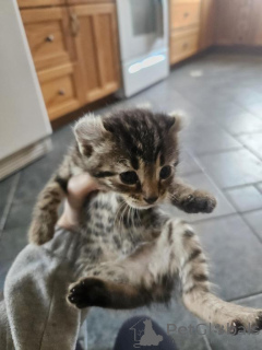 Photo №1. american curl - à vendre en ville de Eura | négocié | Annonce № 170117