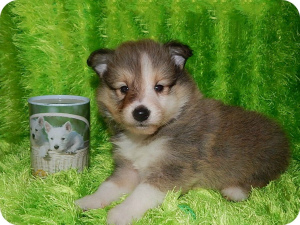 Photo №2 de l'annonce № 1454 de la vente shetland (chien) - acheter à Fédération de Russie annonce privée
