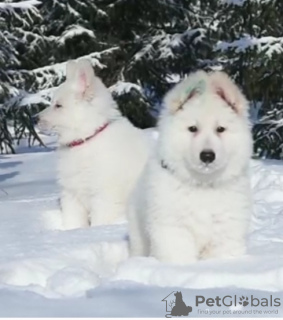 Photo №3. Chiots berger blanc suisse à vendre. Kazakhstan