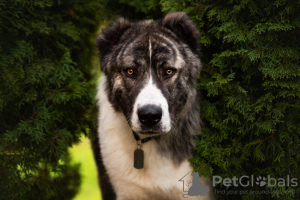 Photo №1. chien bâtard - à vendre en ville de Москва | Gratuit | Annonce №120166