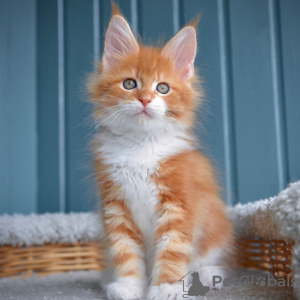 Photo №1. maine coon - à vendre en ville de Varsovie | 250€ | Annonce № 120908