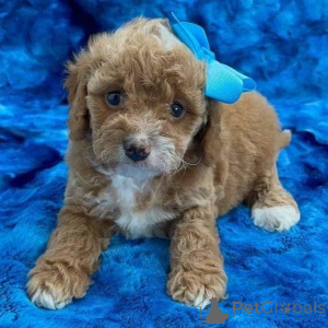 Photo №1. caniche (jouet) - à vendre en ville de Tandel | négocié | Annonce №171672