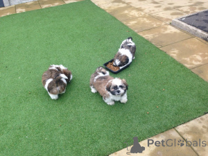 Photo №1. shih tzu - à vendre en ville de Amberg | 400€ | Annonce №149036