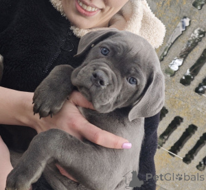 Photo №3. Chiots Cane Corso à adopter.. La finlande