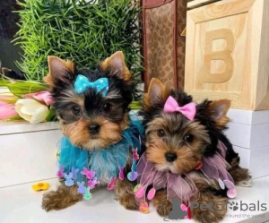 Photo №1. yorkshire terrier - à vendre en ville de Pittsburgh | 425€ | Annonce №129525