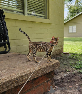 Photo №1. bengal - à vendre en ville de Trolltan | 750€ | Annonce № 153255