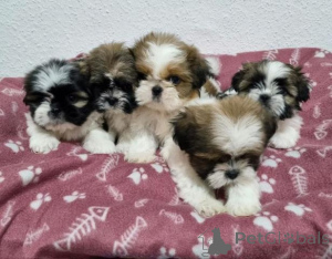 Photo №1. shih tzu - à vendre en ville de Berlin | 700€ | Annonce №157921