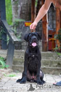 Photo №3. Chiot Cane Corso. Serbie