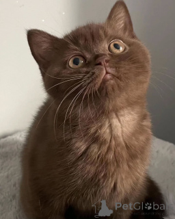 Photo №2 de l'annonce № 156692 de la vente british shorthair - acheter à Luxembourg annonce privée