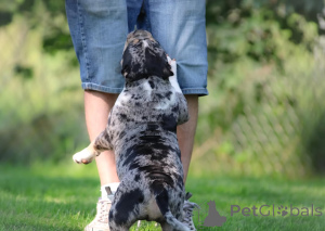 Photo №2 de l'annonce № 147471 de la vente american bully - acheter à Allemagne annonce privée