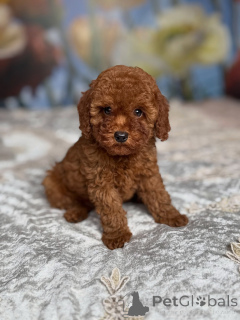 Photo №3. Adorable chiot caniche jouet rouge, boucles douces, grande personnalité et prêt. Pays Bas